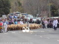 Preparing for the running of the sheep.