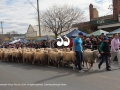 The running of the sheep in Merriwa during the Festival of the Fleece.