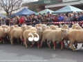The running of the sheep during the Festival of the Fleece.