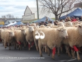 The sheep in red socks make their way down the main street of Merriwa during the Festival of the Fleece.