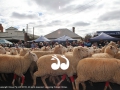 The running of the sheep in red socks during the Festival of the Fleece in Merriwa.