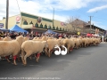 The running of the sheep in red socks.