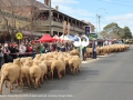 The sheep in red socks going down the main street of Merriwa.