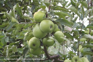 Granny Smith apples waiting for harvest at the Tilse's Omadale orchard.