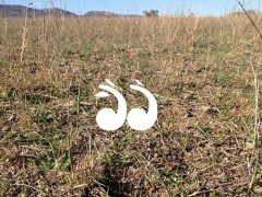 Grants for Hunter Land Managers Grants for Hunter Land Managers