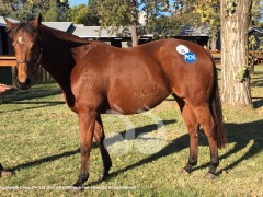 Brilliant Bisc Tops Sale at $600k Brilliant Bisc Tops Sale at $600k