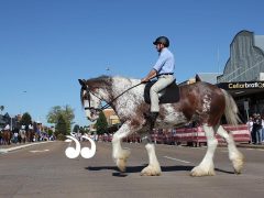 Back in the saddle: Gallery of the Horse Festival Parade