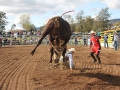 The 2016 futurity bucking bull sale in Scone.