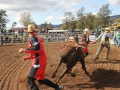 The 2016 futurity bucking bull sale in Scone.