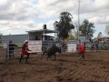 The 2016 futurity bucking bull sale in Scone.