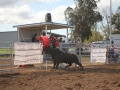 The 2016 futurity bucking bull sale in Scone.