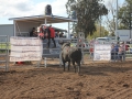 The 2016 futurity bucking bull sale in Scone.