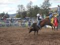 The 2016 futurity bucking bull sale in Scone.