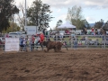 The 2016 futurity bucking bull sale in Scone.