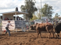 The 2016 futurity bucking bull sale in Scone.