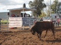 The 2016 futurity bucking bull sale in Scone.