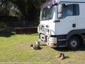 A dog waiting for its owner at the National Working Stock Dog Futurity in Scone.