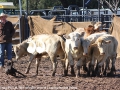 Claselle Gobble work some cattle in the open trial at the National sale in Scone.