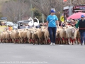 The sheep make their way down the main street of Merriwa in red socks.