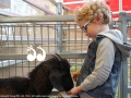 Noah Keegan of Muswellbrook eventually plucked up the courrage to feed the goat at the petting zoo run by the youth of the Merriwa Central Football Academy's, Roar Programme.