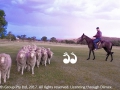 Gus Boonzaaier using the newly educated horrse to muster sheep. Photo by Galloping Media.