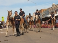 The Australian Haflinger horse Breeders Association. A breed which originated in Northern Italy.