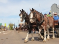 The St Helier's Heavy Horse Field Day will be held on May 20 and 21 this year, with up to 100 Clydesdale and heavy horses competing.