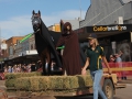 'Stan' the standard for the Australian Stock Horse Society made an appearance after a big night at the Festival ball.