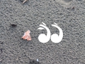 Tasmanian devil footprints in the sand.