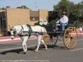 Colin Law with horse and sulky, regulars in the Horse Parade.