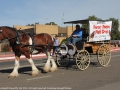 Ruth Shearman with 4 year old Clydesdale 'Lucy' promoting the Heavy horse Field Day on may 21 and 22.