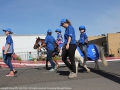 Ponies big and small were in the parade with Godolphin.