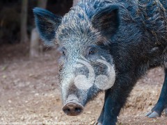 Pig numbers explode and move closer to town