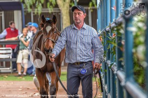 The weanling which topped the Inglis sale, a filly by Magnus and Flowerdrum from Berkeley Park Stud, Scone. Photographer: Joan Faras