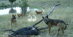 Wild Dog Forum @ Muswellbrook and District Workers Club | Muswellbrook | New South Wales | Australia