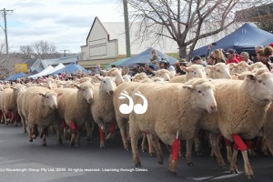 Festival of the Fleeces @ Merriwa | New South Wales | Australia