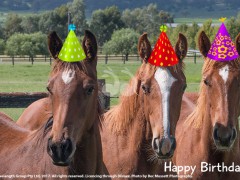 Horses Birthday Markets Tomorrow