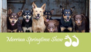 Merriwa Springtime Show @ Merriwa Showground