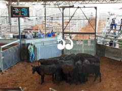 Editorial: Saleyards: Critics right, Collison wrong