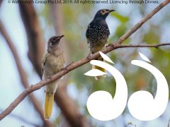 Boosting Regent Honeyeater numbers