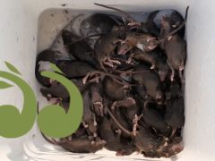 Financial support needed to combat mouse plague