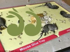 Mouse plague rebates now open for regional households and small businesses