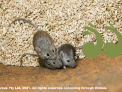 Mouse plague grain treatment sites secured