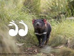 Aussie Ark baby boom