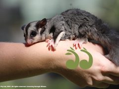 New partnership saves vulnerable Aussie animals