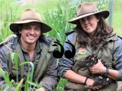 Quolls ready for imminent release