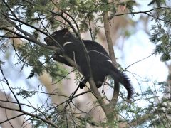 Is this where drop bear mythology began?